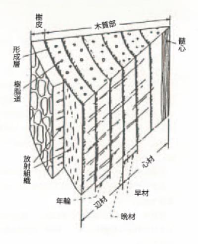 樹体の構造